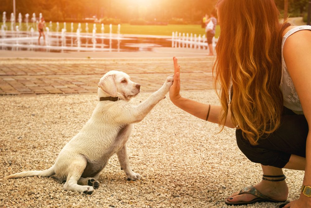 Is Figo Pet Insurance Worth It for Your Pet in 2025?